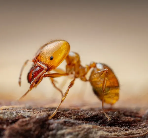 fourmis