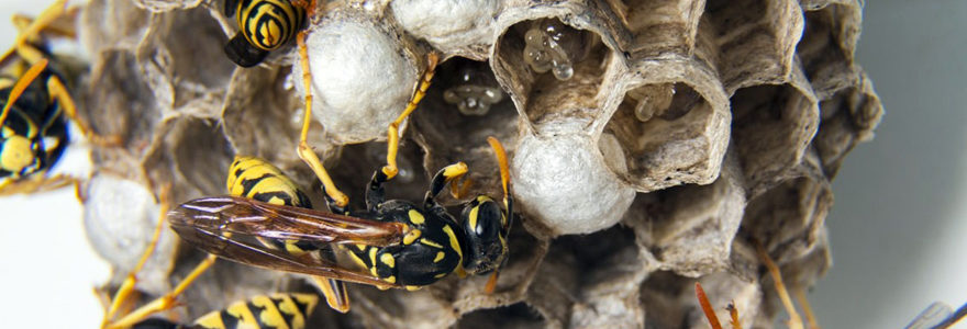 trouver des nids de guêpes