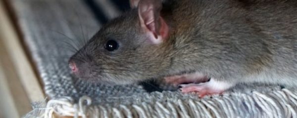 se débarrasser des rats